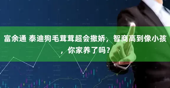 富余通 泰迪狗毛茸茸超会撒娇，智商高到像小孩，你家养了吗？
